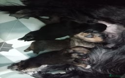 Mixed Breed dogs for sale: Pug x Shih Tzu Pug zu shih pug puppies - Image 23