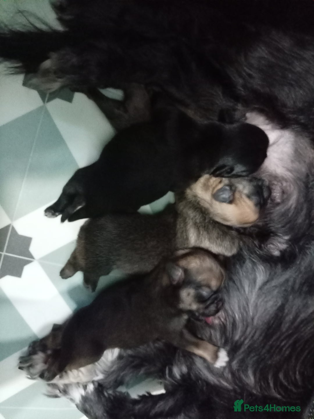 Mixed Breed dogs for sale: Pug x Shih Tzu Pug zu shih pug puppies - Image 23
