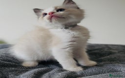 Ragdoll cats for sale: 💙🐾Tica full Pedigree🐾EU Ragdoll 🐱🐾DNA Clear - Image 11