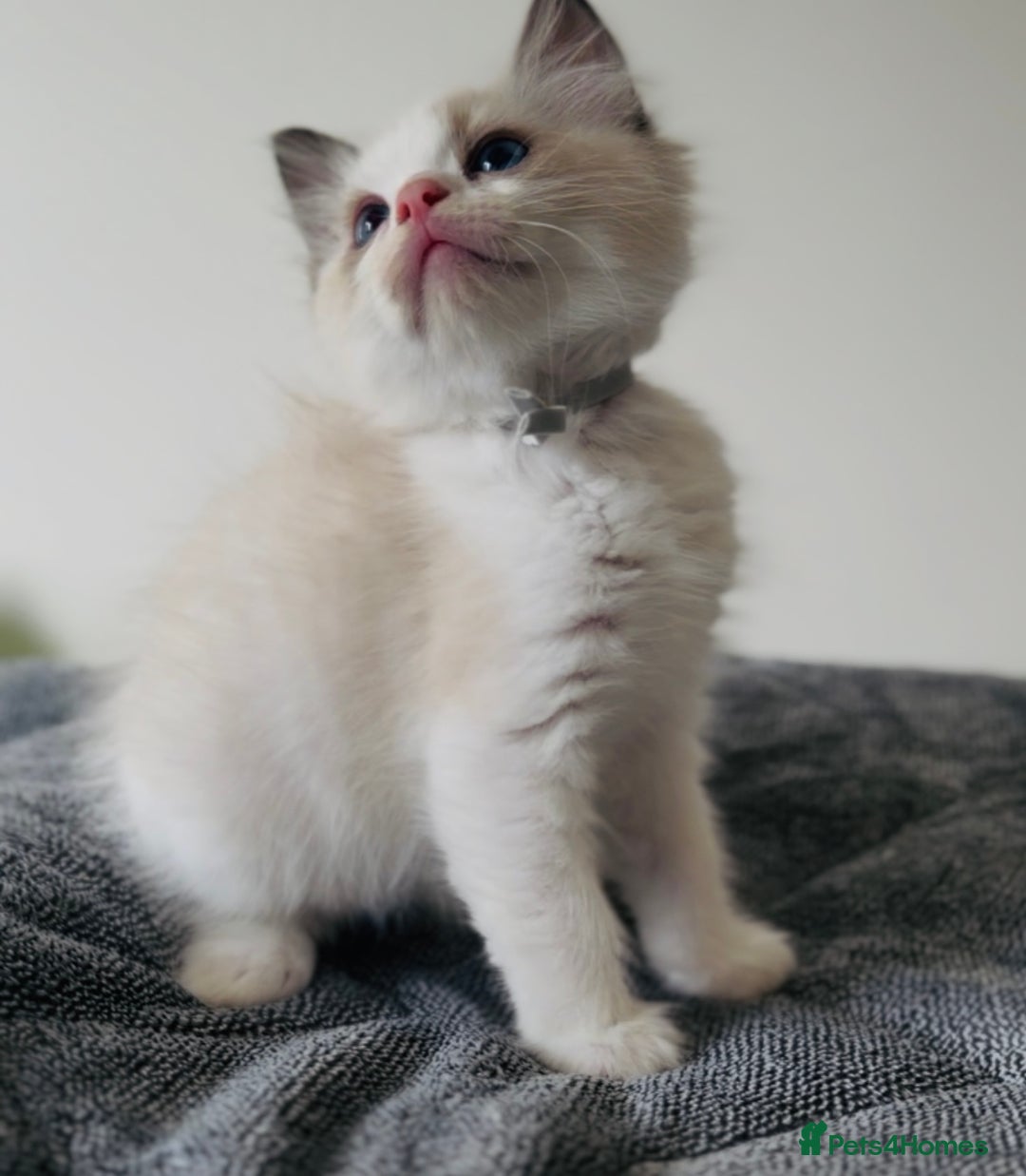 Ragdoll cats for sale: 💙🐾Tica full Pedigree🐾EU Ragdoll 🐱🐾DNA Clear - Image 11