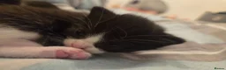 Mixed Breed cats for sale: BUTTER FOR SALE in Thatcham - Advert 4