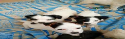 Jack Russell dogs for sale: Jack russell puppies ready now  in Badminton - Advert 1