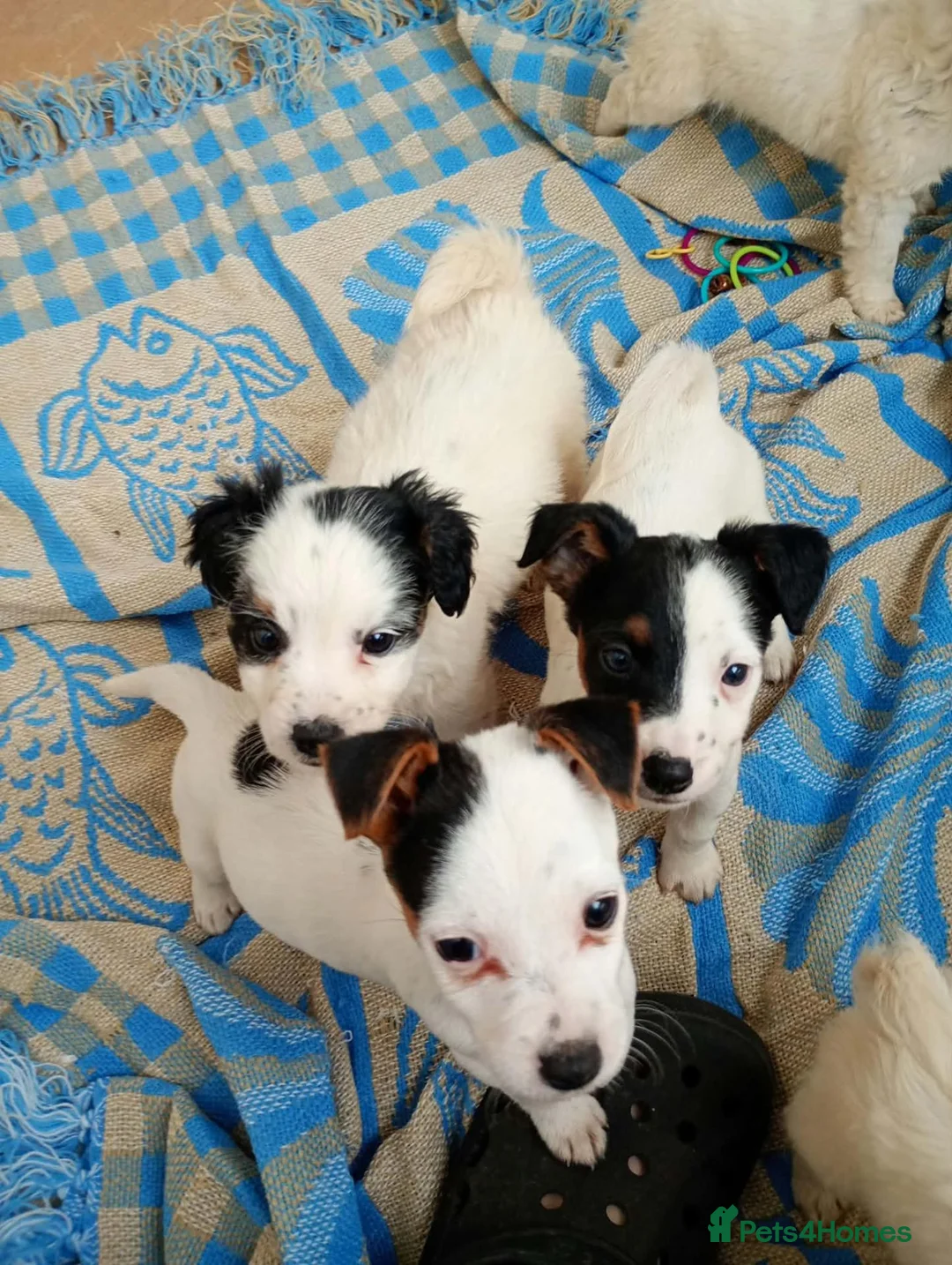 Jack Russell dogs for sale: Jack russell puppies ready now  in Badminton - Advert 1