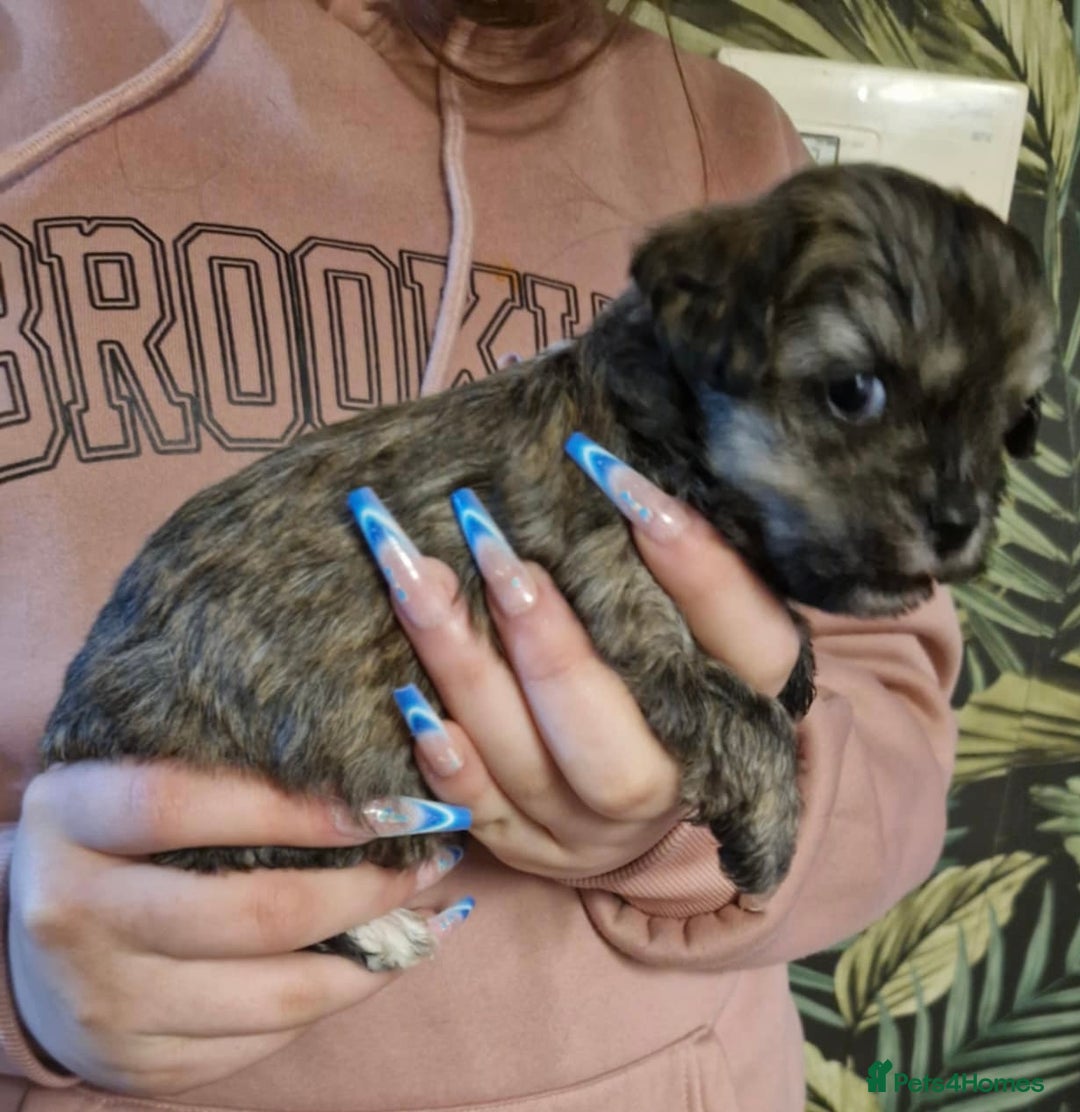 Mixed Breed dogs for sale: Lhasa Apso X Yorkshire terrier - Advert 5