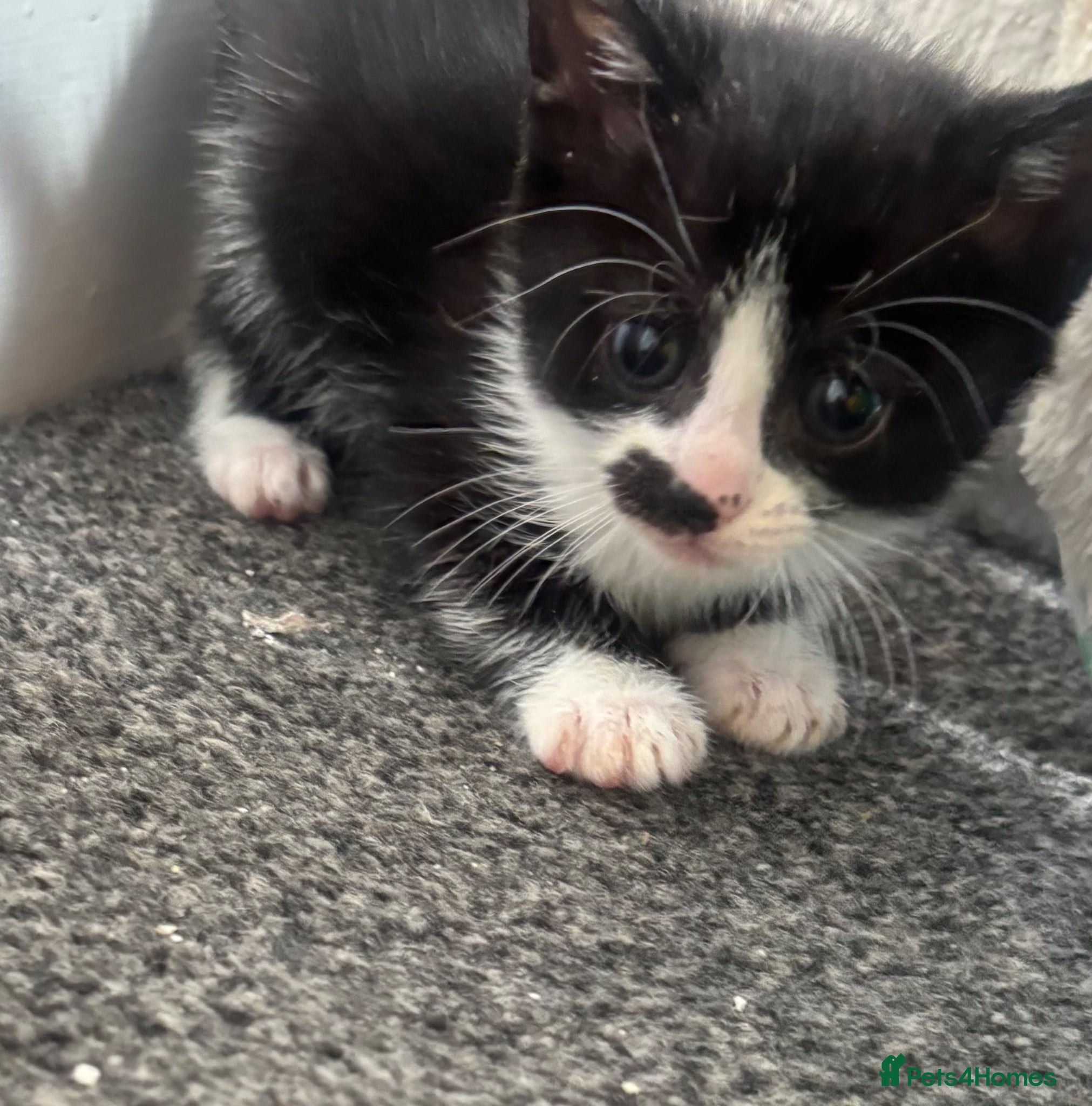 Mixed Breed cats for sale: 4 gorgeous kittens  - Advert 2