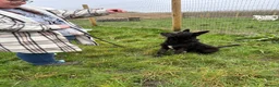 Mixed Breed dogs for adoption: Pascal is looking for a foster to adopt home  - Advert 3
