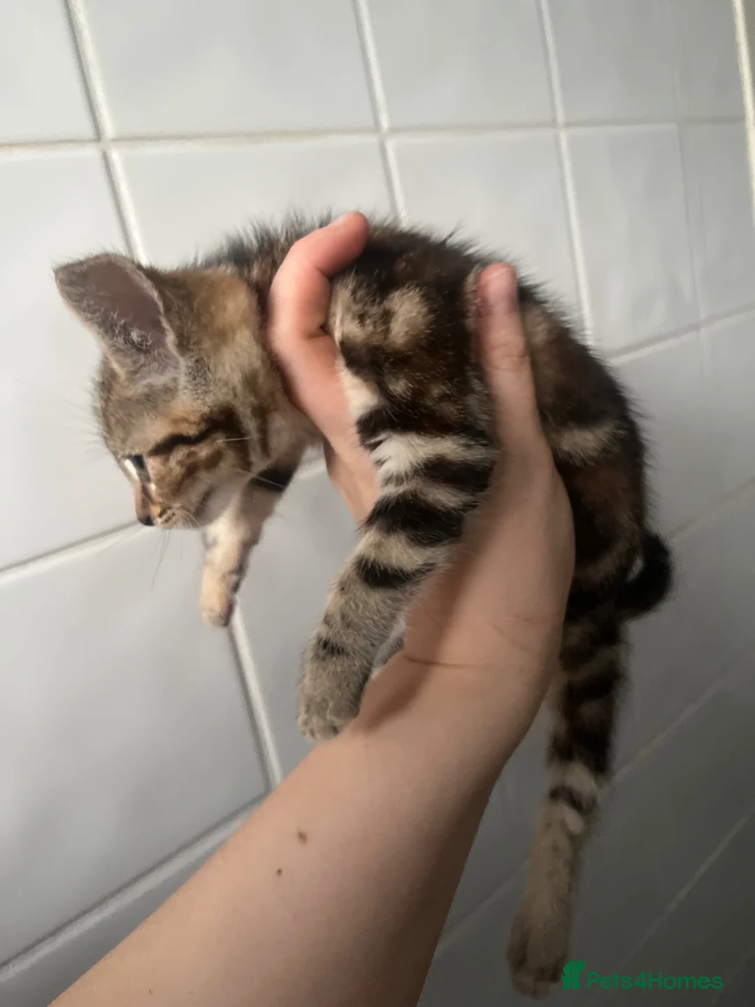 Mixed Breed cats for sale: Kittens  - Advert 2