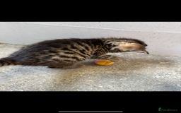 British Shorthair cats for sale: Beautiful kittens for sale - Image 19