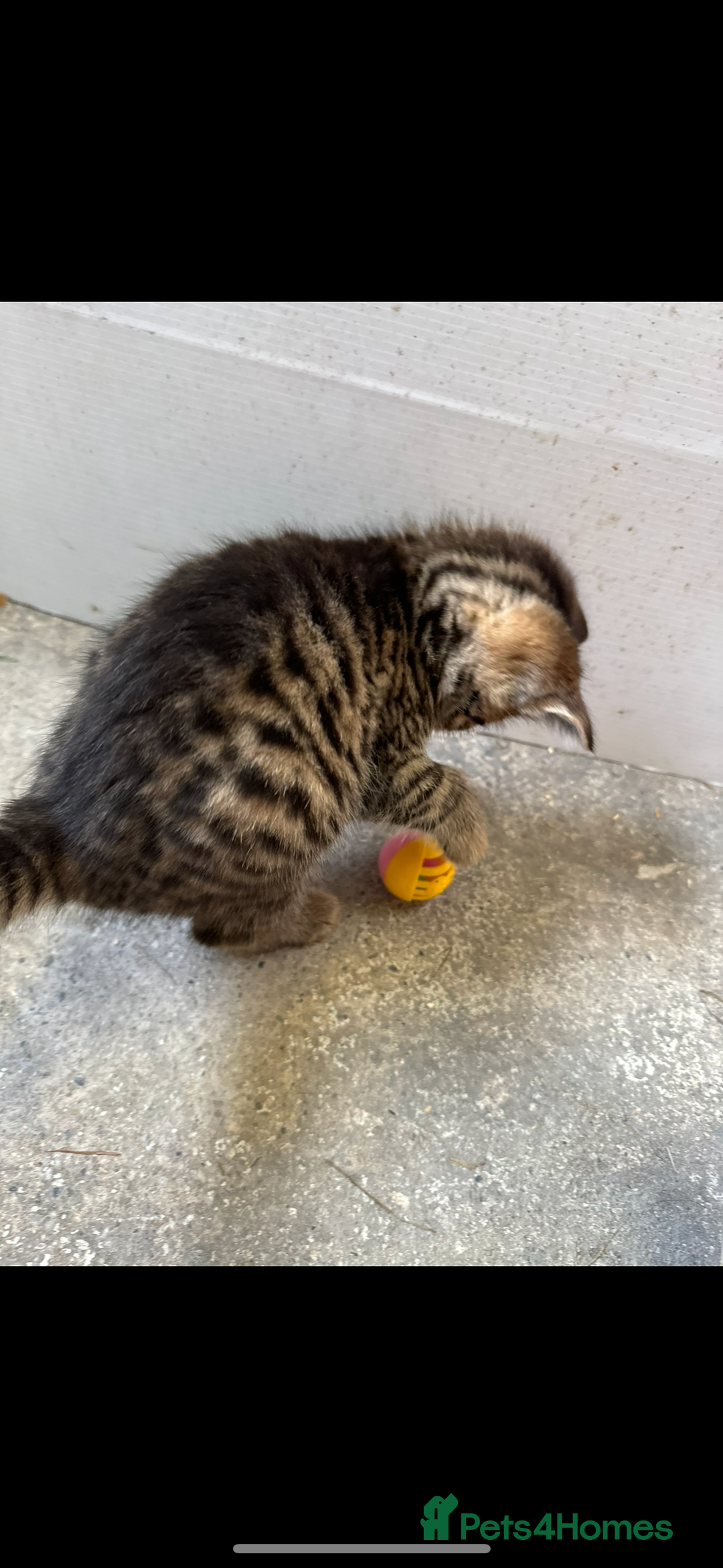 British Shorthair cats for sale: Beautiful kittens for sale - Image 19