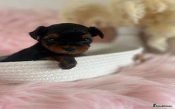 Yorkshire Terrier dogs for sale: 4 boys available  in London - Image 10