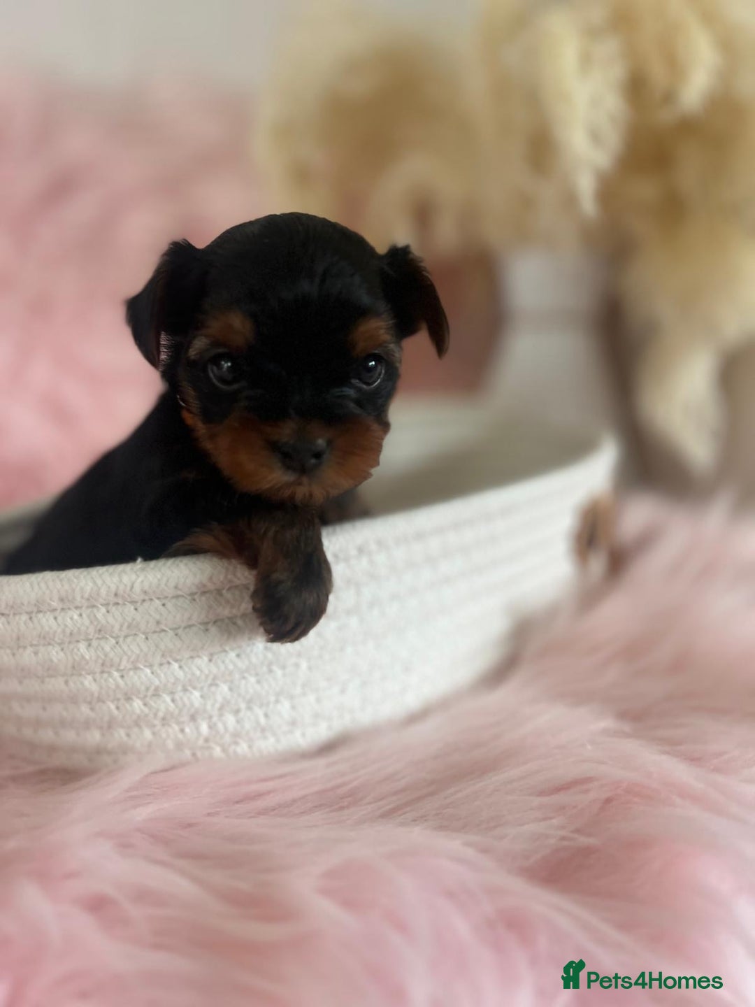 Yorkshire Terrier dogs for sale: 4 boys available  in London - Image 10
