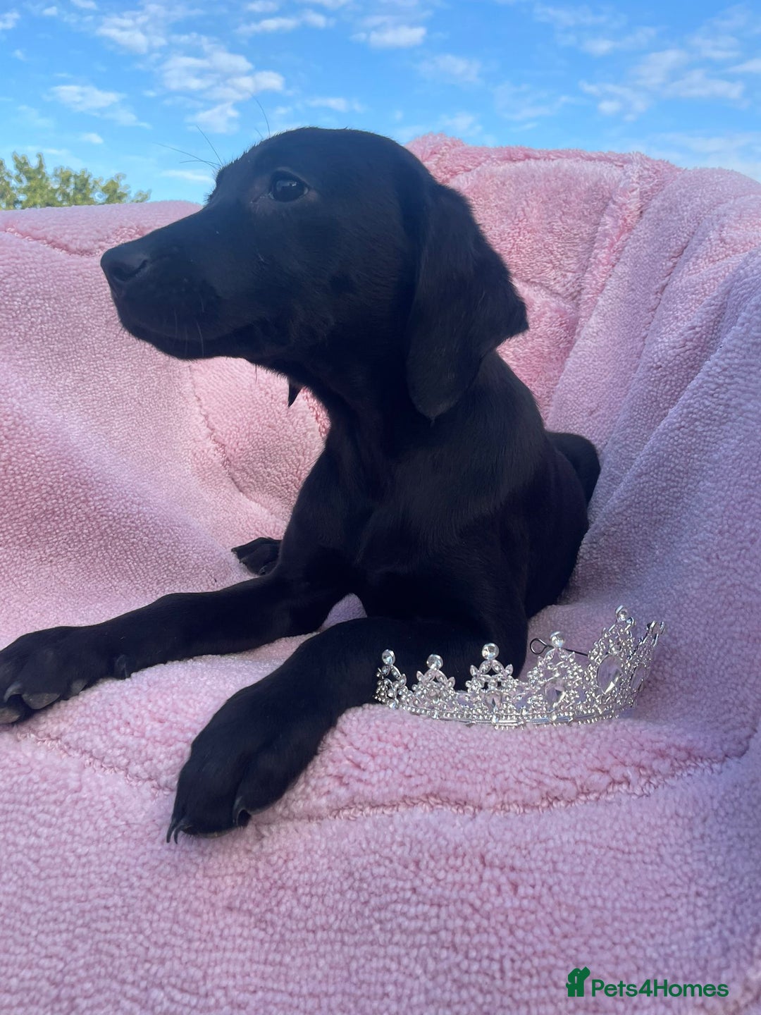 Labrador Retriever dogs for sale: Two Adorable Labrador Puppies - Image 10