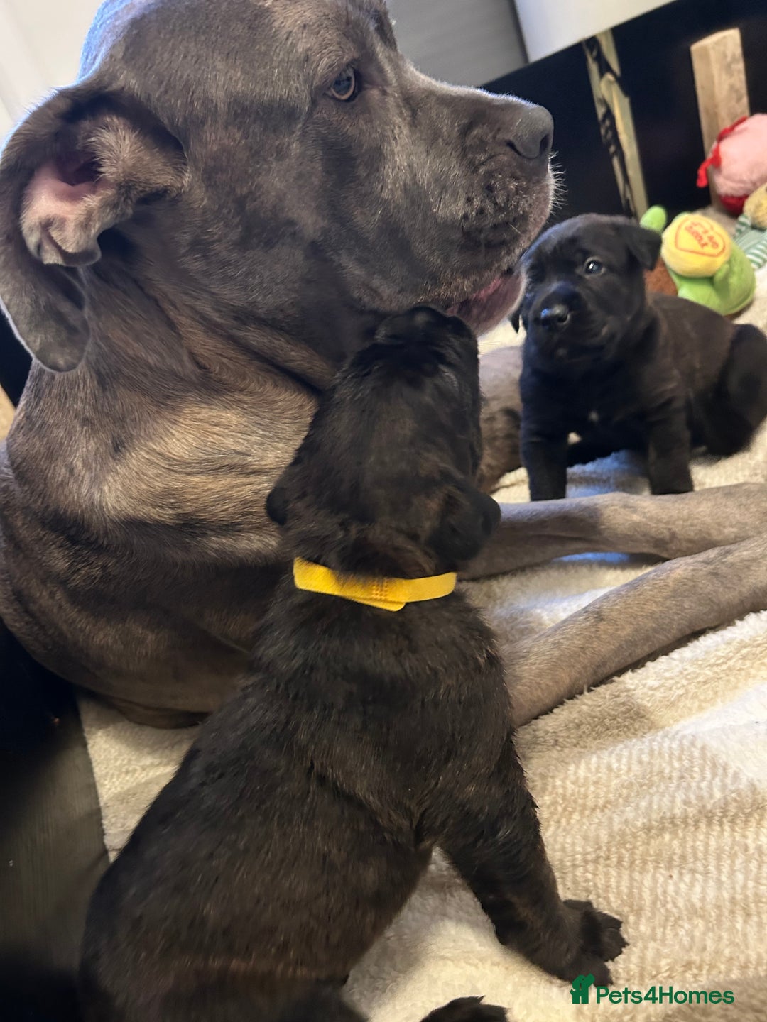 Mixed Breed dogs for sale: Rottie Corso for sale  - Image 9