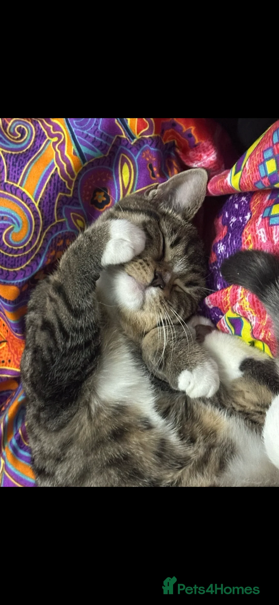 Mixed Breed cats for sale: Skye - for free  - Advert 2