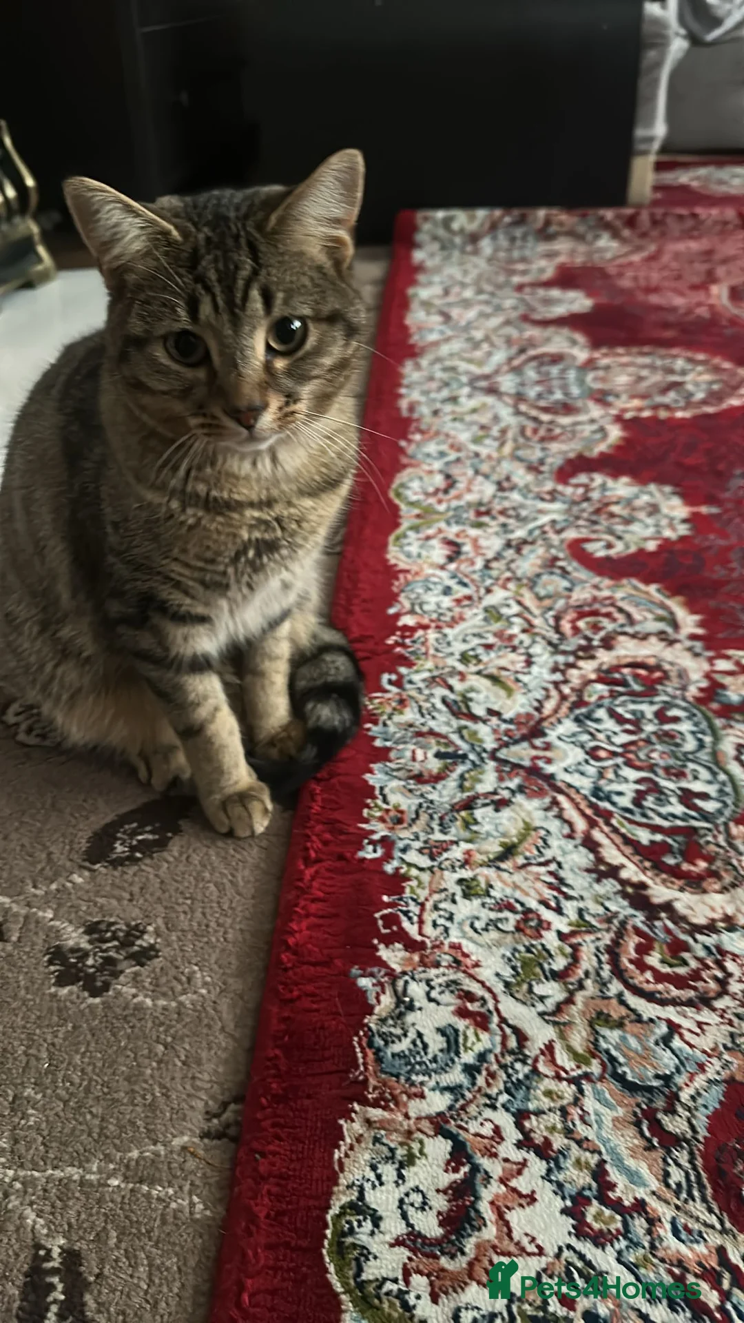 Mixed Breed cats for sale: Male  - Advert 2