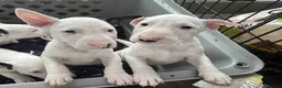 English Bull Terrier dogs for sale: KC Registered English Bull Terrier Puppies  - Advert 1