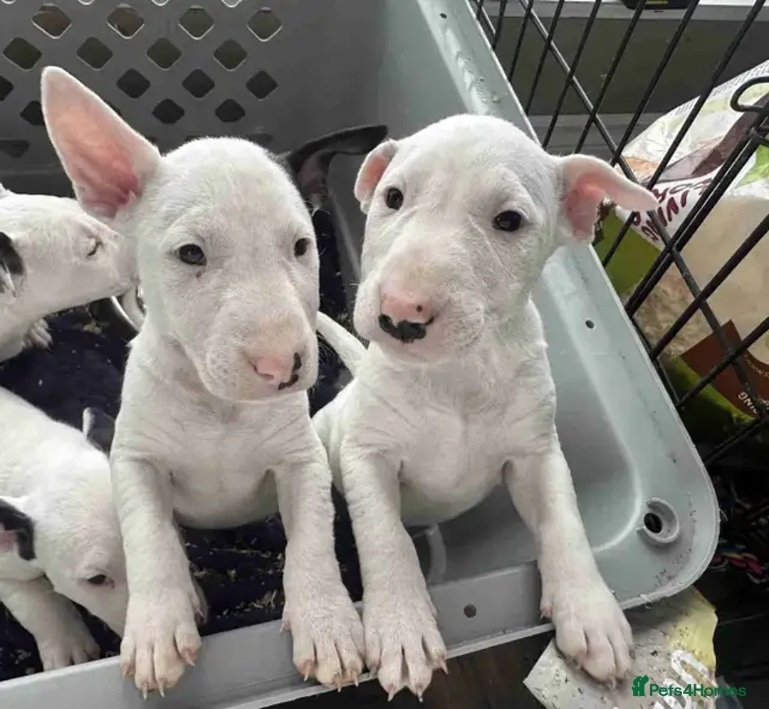 English Bull Terrier dogs for sale: KC Registered English Bull Terrier Puppies  - Advert 1