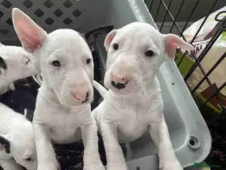 English Bull Terrier dogs KC Registered English Bull Terrier Puppies - Advert 3