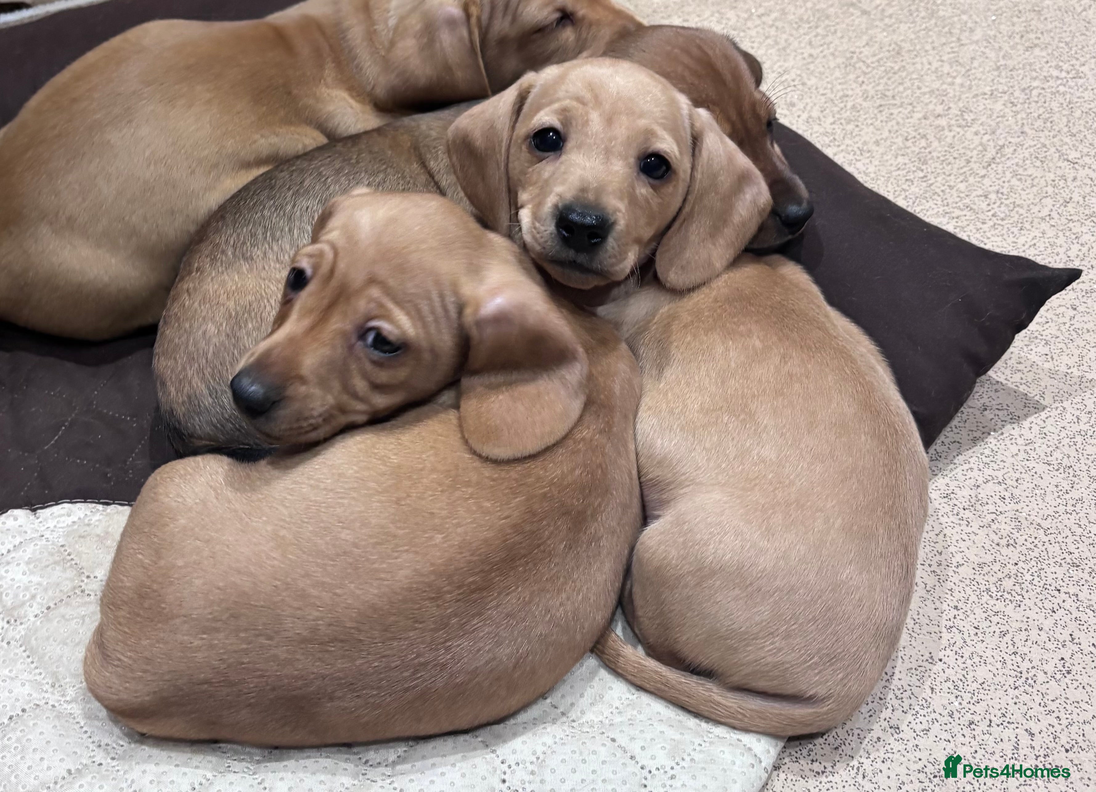 Miniature Dachshund dogs KC Registered Miniature Dachshund puppies  - Advert 13