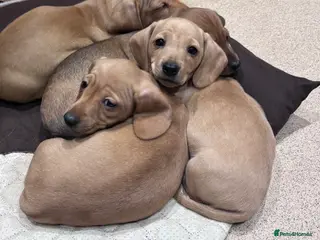 Miniature Dachshund dogs KC Registered Miniature Dachshund puppies - Advert 13