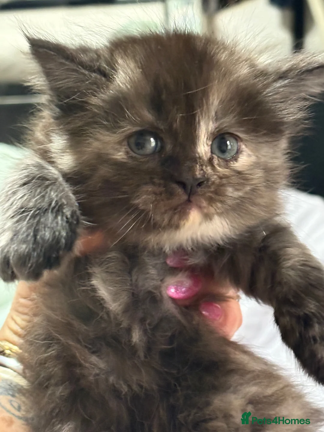 Maine Coon cats for sale: 6 beautiful half maincoons - Advert 11