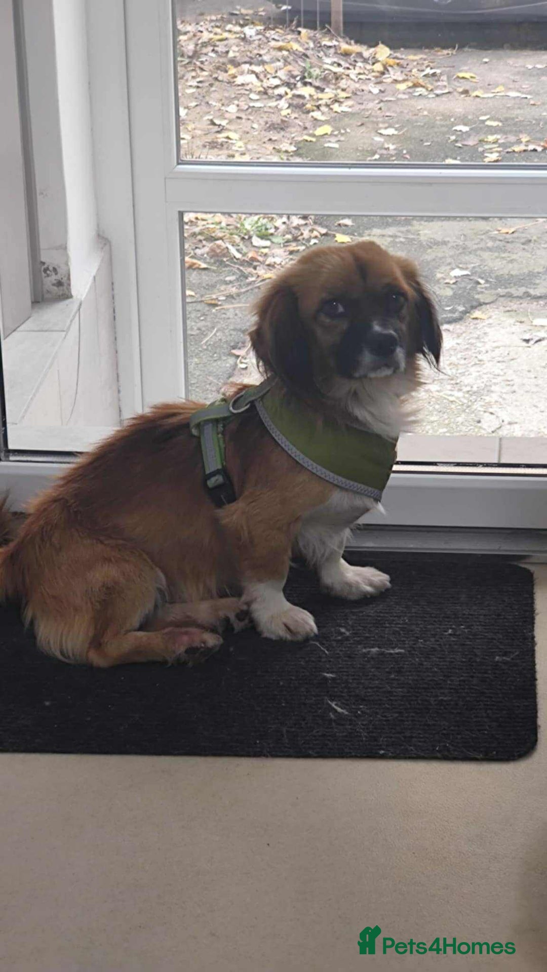 Mixed Breed dogs for adoption: 🐾 Meet Crunchie 🐾 - Advert 3