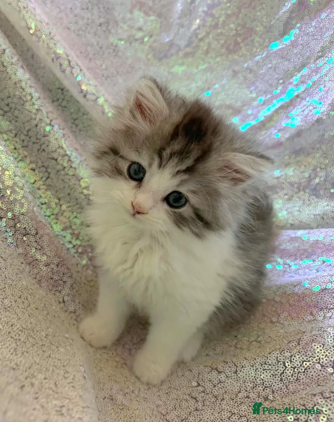 Persian cats for sale: Chinchilla persian kittens in Maidstone - Advert 1