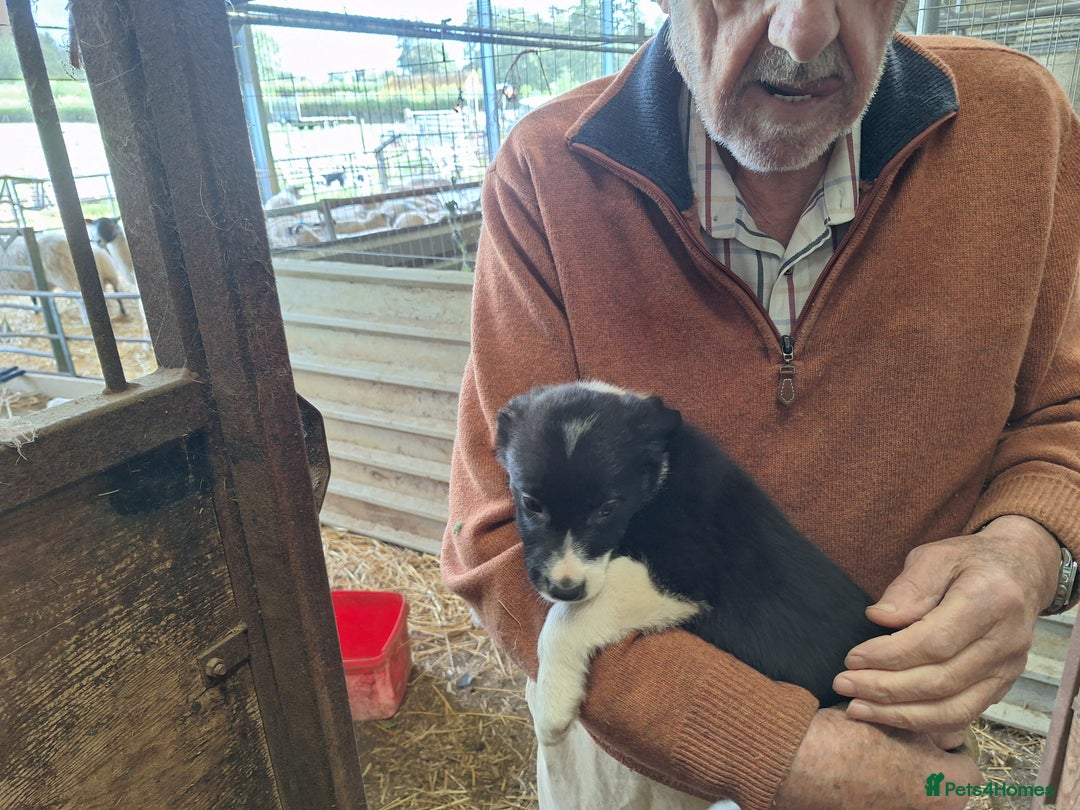 Border Collie dogs for sale: Border Collie pups, ready 25th september - Image 4