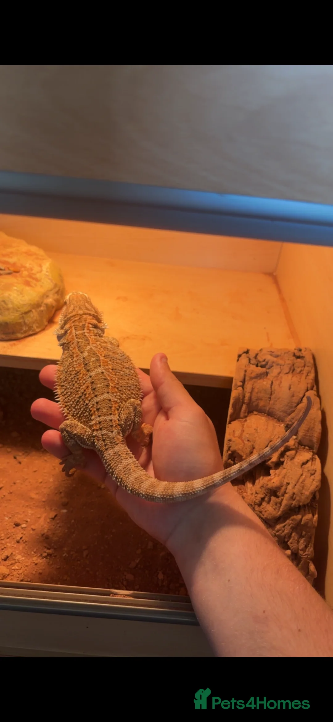 Bearded Dragon reptiles for sale: Red striped male bearded dragon plus enclosure  - Advert 3
