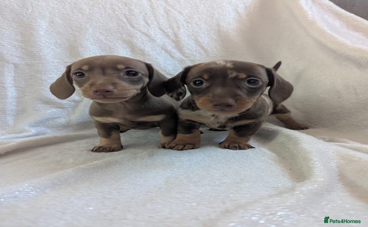 Miniature Dachshund dogs - Advert 14