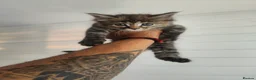 Maine Coon cats for sale: 🐾 6 BEAUTIFUL KITTENS LOOKING FOR LOVING HOMES 🐾 - Advert 12