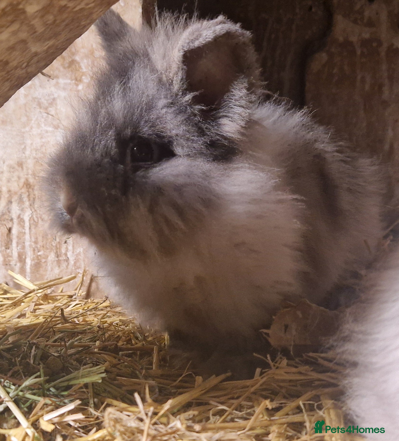 Lionhead rabbits Friendly, cute, fluffy lionheads-ONLY 2 BOYS LEFT - Advert 9