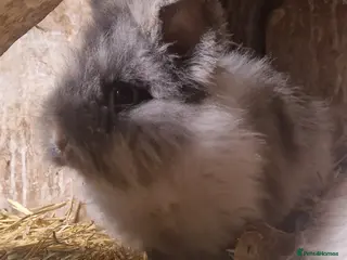 Lionhead rabbits Friendly, cute, fluffy lionheads-ONLY 2 BOYS LEFT - Advert 9