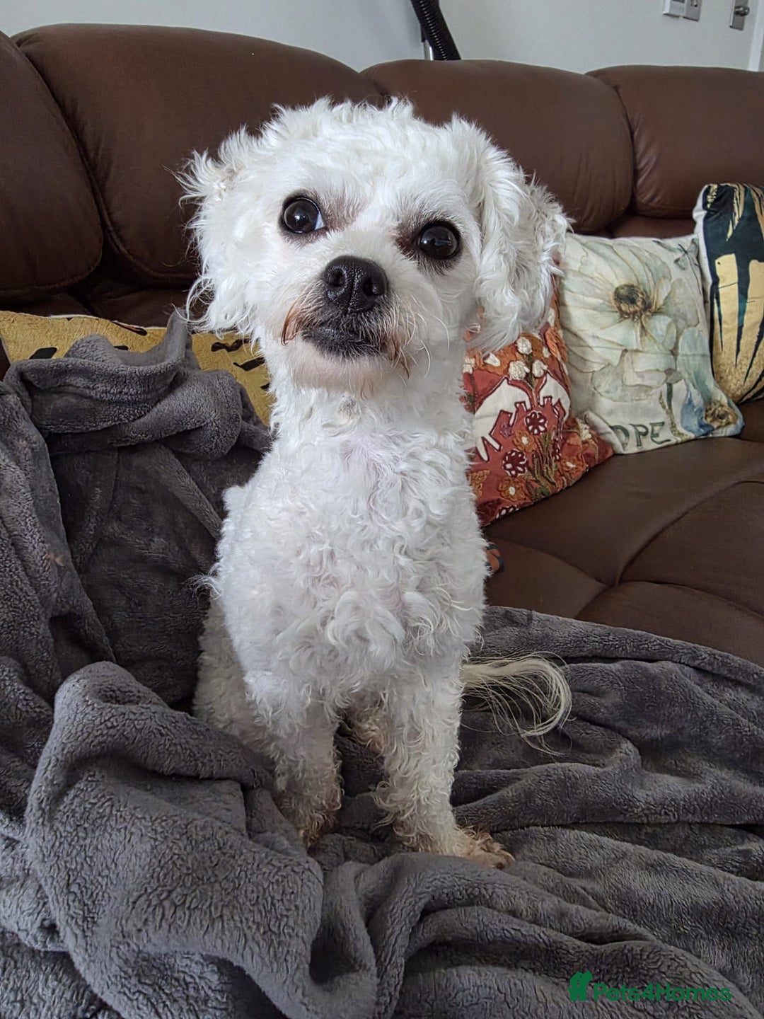 Bichon Frise dogs for sale: Beautiful Female Bichon Frise – Looking for a home - Advert 11