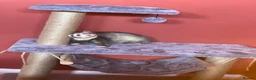 Ferret rodents for sale: Two ferrets one cream one miniature pole cat - Advert 4
