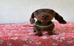 Miniature Dachshund dogs for sale: Miniature Chocolate & Tan Dachshund Quick sale  - Image 26