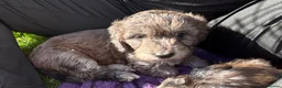 Doxiepoo dogs for sale: Doxiepoo girl just turned 8 weeks  - Advert 11