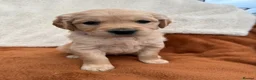 Golden Retriever dogs for sale: KC Registered Golden Retriever Puppies  in Tenterden - Advert 25