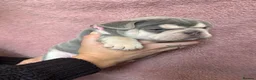 French Bulldog dogs for sale: FRENCH BULLDOG PUPPIES (KC REGISTERED) - Advert 13