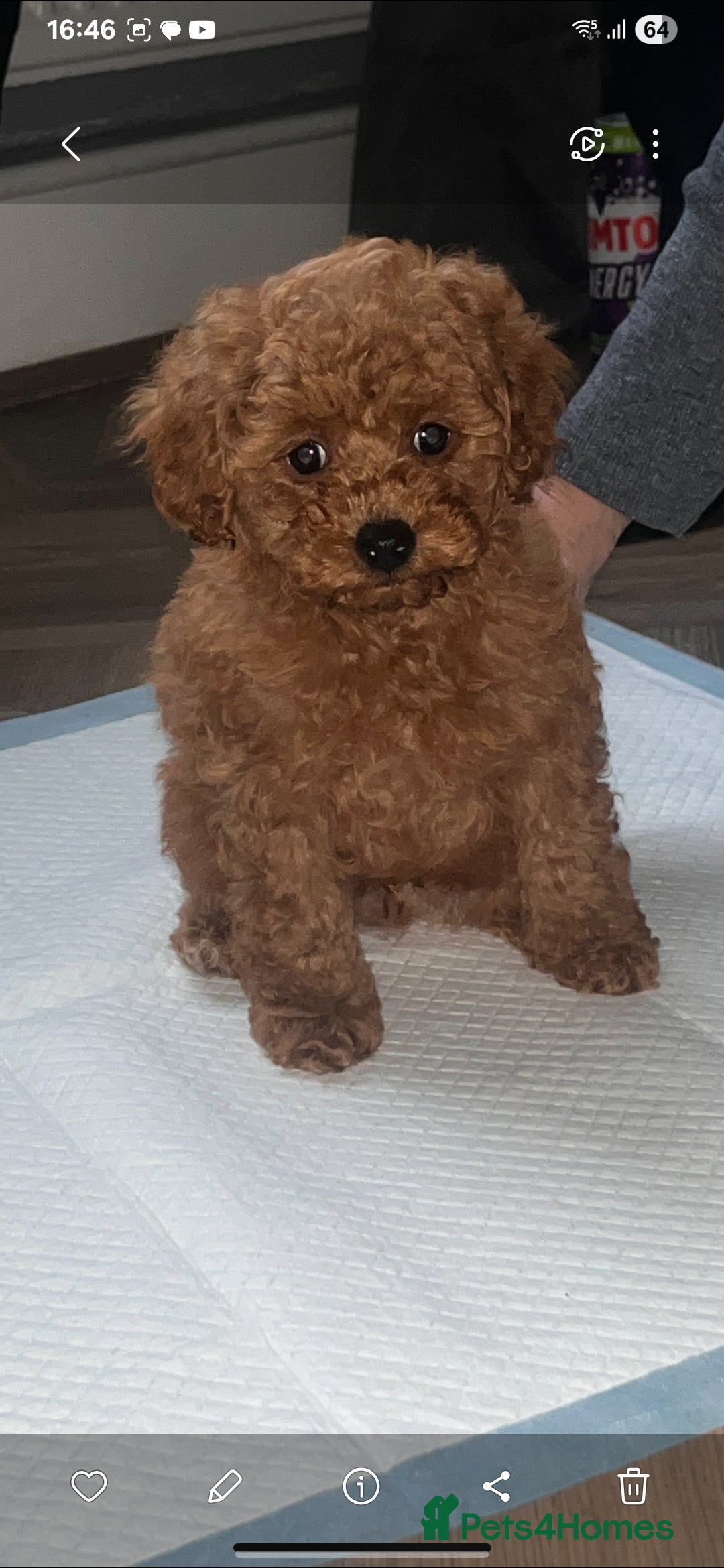 Maltipoo dogs for sale: 1 year old male Maltipoo - Advert 10