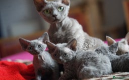 Devon Rex cats for sale: 💙 Devon Rex Female Kitten Available 💙 - Image 28