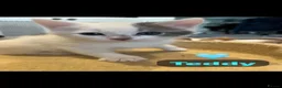 Mixed Breed cats for sale: 4 Beautiful kittens🩷🩵 - Advert 25