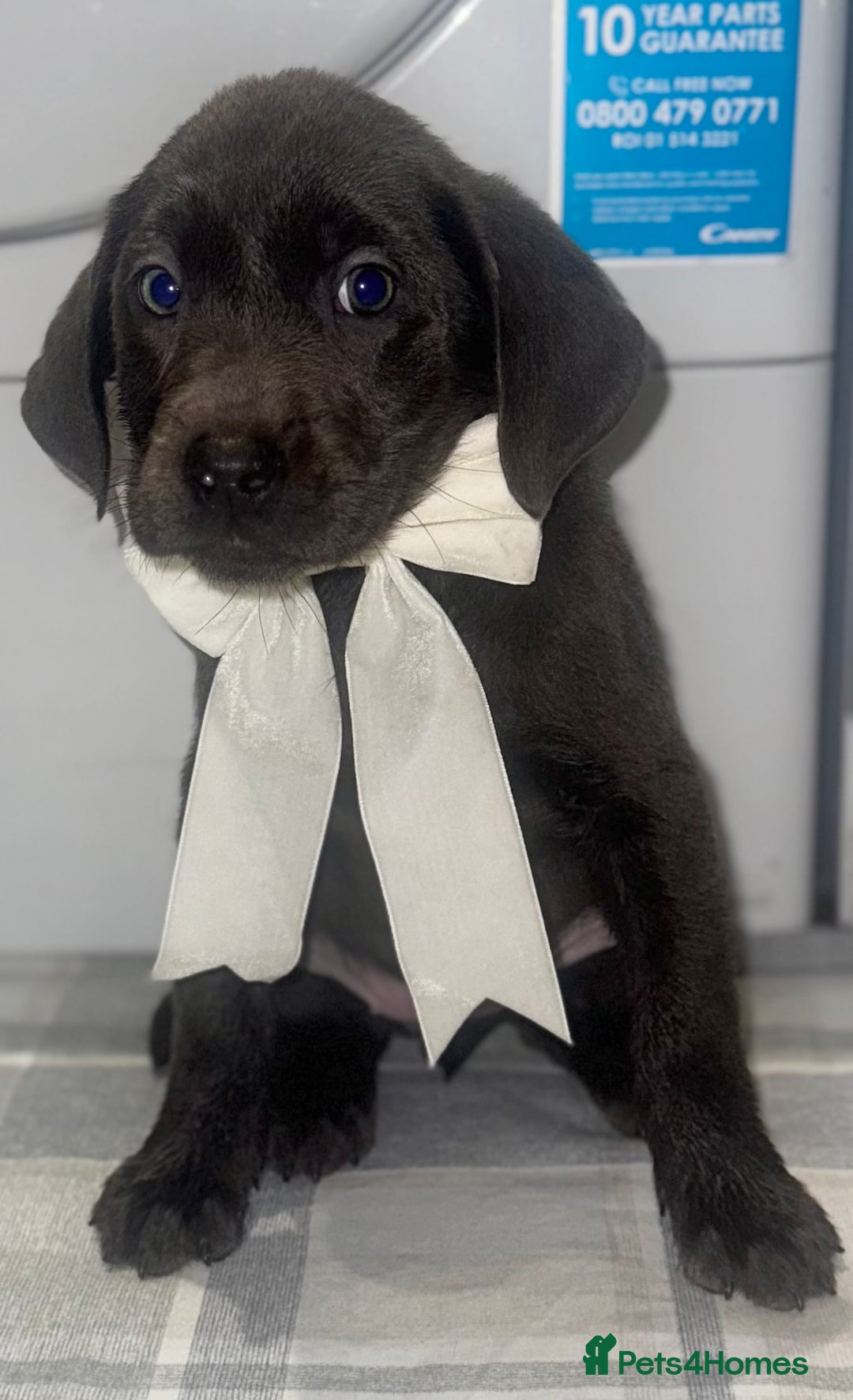 Labrador Retriever dogs for sale: KC SILVER & CHARCOAL Labrador Puppys  - Image 2
