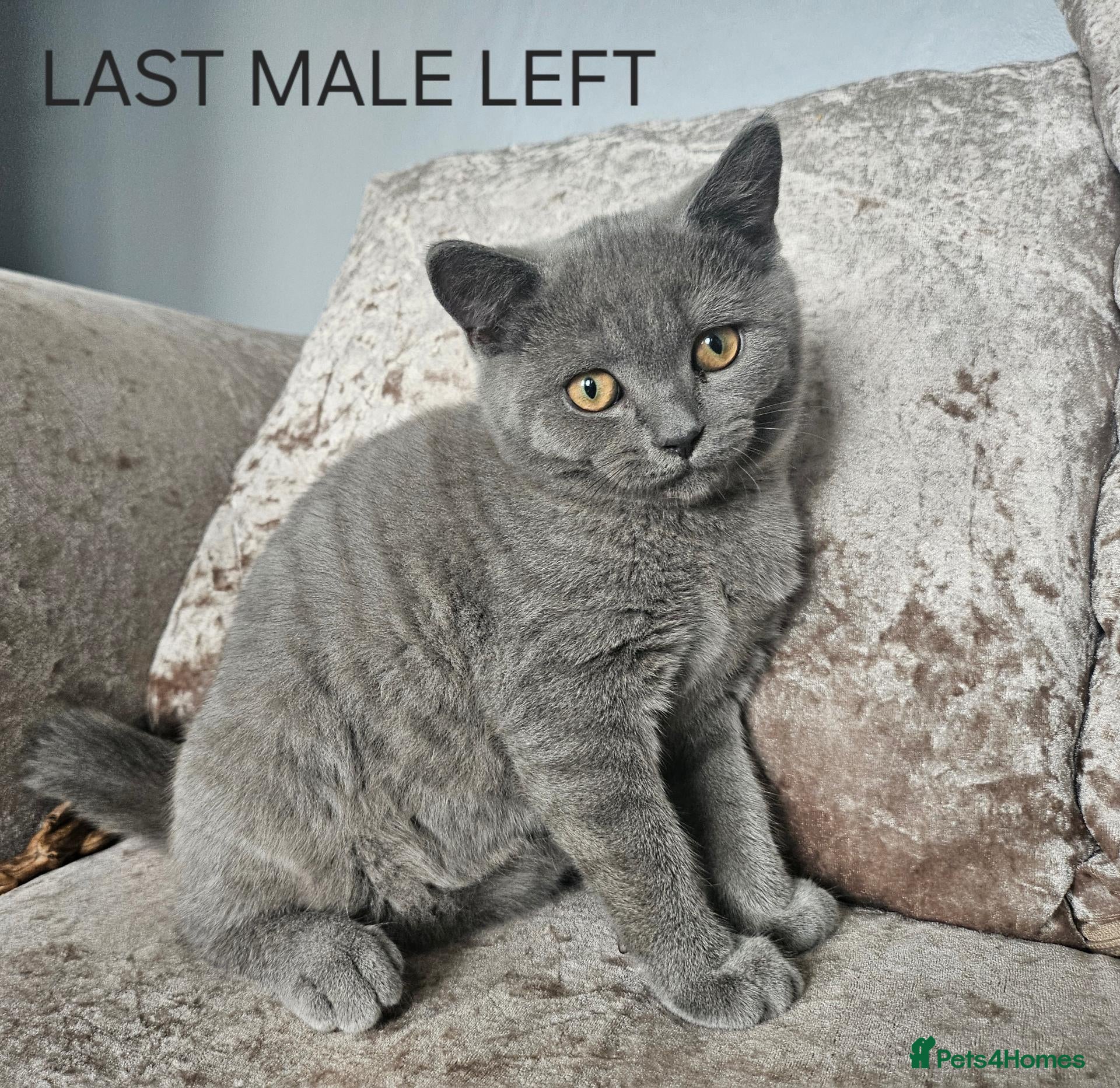 British Shorthair cats British shorthair kittens LAST MALE PRICE REDUCED  - Advert 16