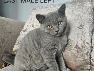 British Shorthair cats British shorthair kittens LAST MALE PRICE REDUCED - Advert 16