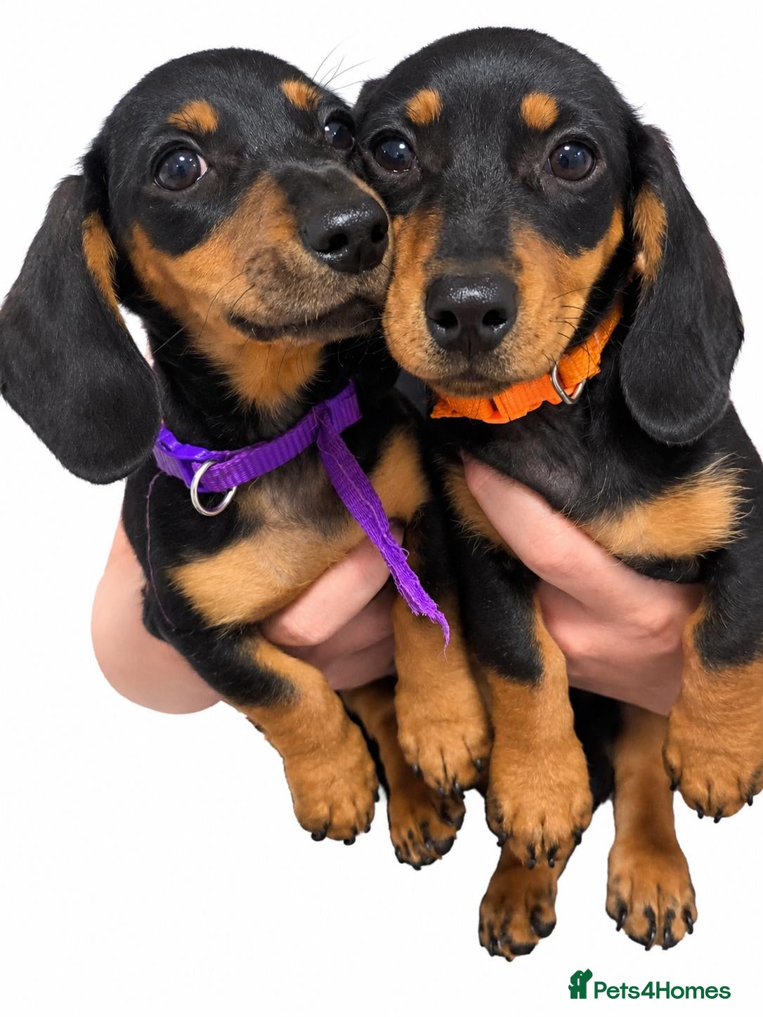Miniature Dachshund dogs Ready to Go Beautiful miniature Dachshund  - Advert 2