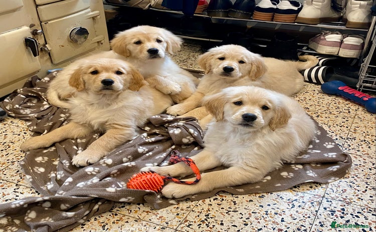 Golden Retriever dogs Golden Retriever Puppies Looking for Loving Homes! - Advert 15