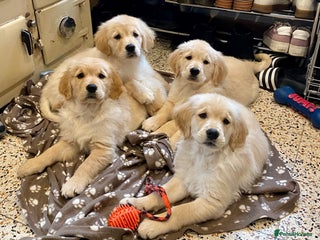 Golden Retriever dogs Golden Retriever Puppies Looking for Loving Homes! - Advert 2
