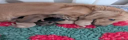 Miniature Dachshund dogs for sale: Beautiful boys - Advert 1