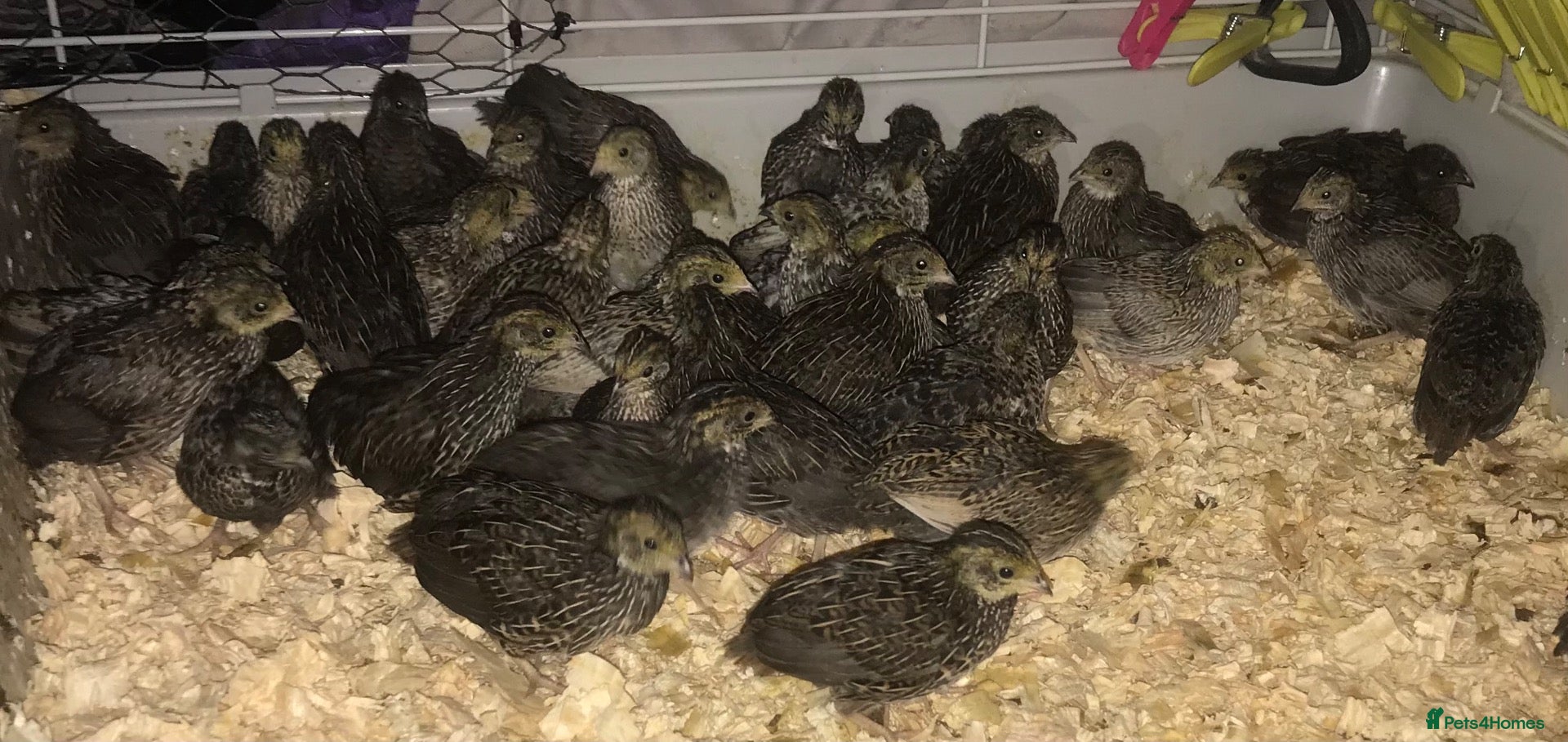 Quail poultry SEXED QUAILS/CHINESE PAINTED BUTTONS ! - Advert 20